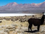 DAY TRIP – BIKING TOUR FROM SALINAS LAGOON & VICUÑA NATIONAL RESERVE