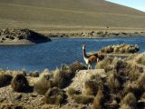 DAY TRIP – BIKING TOUR FROM SALINAS LAGOON & VICUÑA NATIONAL RESERVE