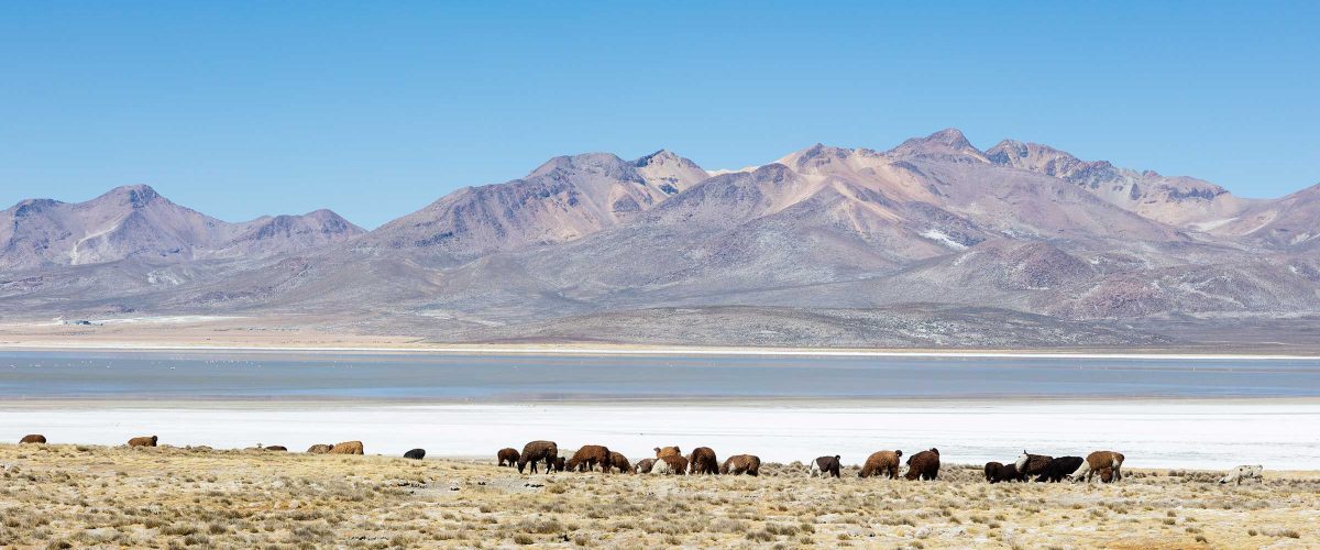 DAY TRIP – BIKING TOUR FROM SALINAS LAGOON & VICUÑA NATIONAL RESERVE