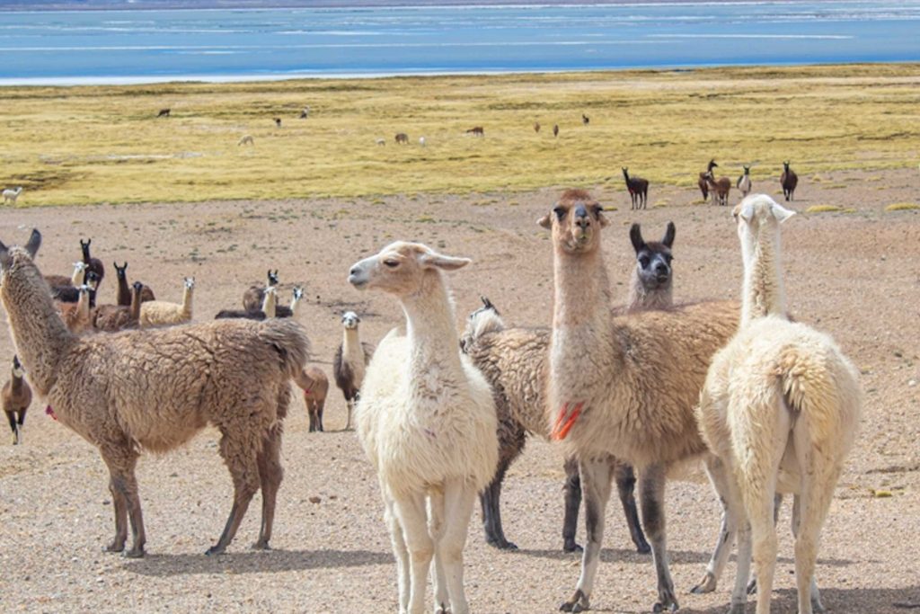 Best 10 Day Peru Tours & Trips