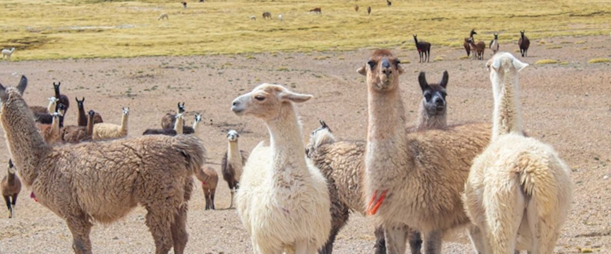 DAY TRIP – BIKING TOUR FROM SALINAS LAGOON & VICUÑA NATIONAL RESERVE