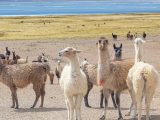 DAY TRIP – BIKING TOUR FROM SALINAS LAGOON & VICUÑA NATIONAL RESERVE