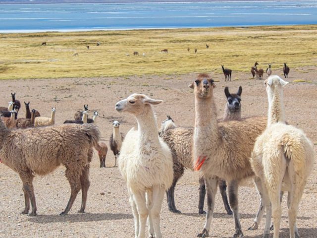 DAY TRIP – BIKING TOUR FROM SALINAS LAGOON & VICUÑA NATIONAL RESERVE