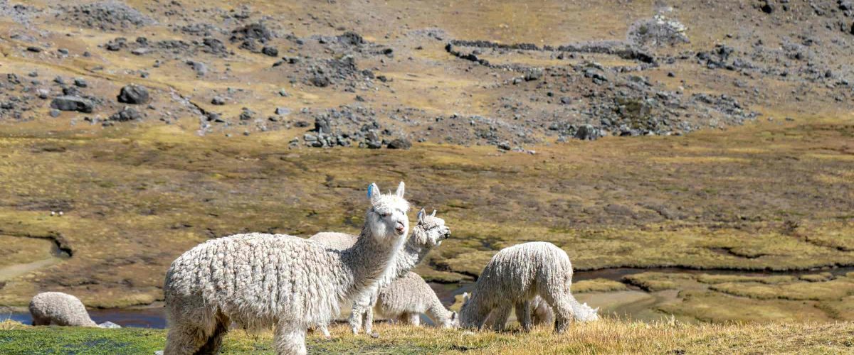 5 DAYS AUSANGATE TREK & RAINBOW MOUNTAIN