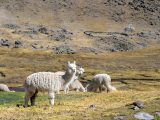 5 DAYS AUSANGATE TREK & RAINBOW MOUNTAIN