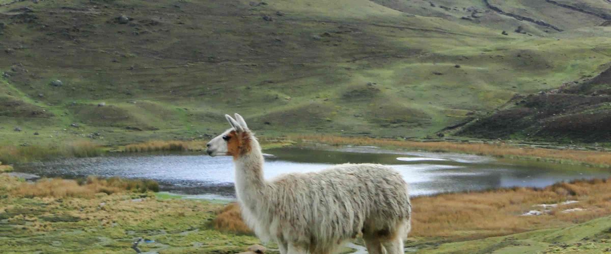 4 DAYS LARES TREK (MACHU PICCHU & OLLANTAYTAMBO)