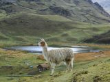 4 DAYS LARES TREK (MACHU PICCHU & OLLANTAYTAMBO)